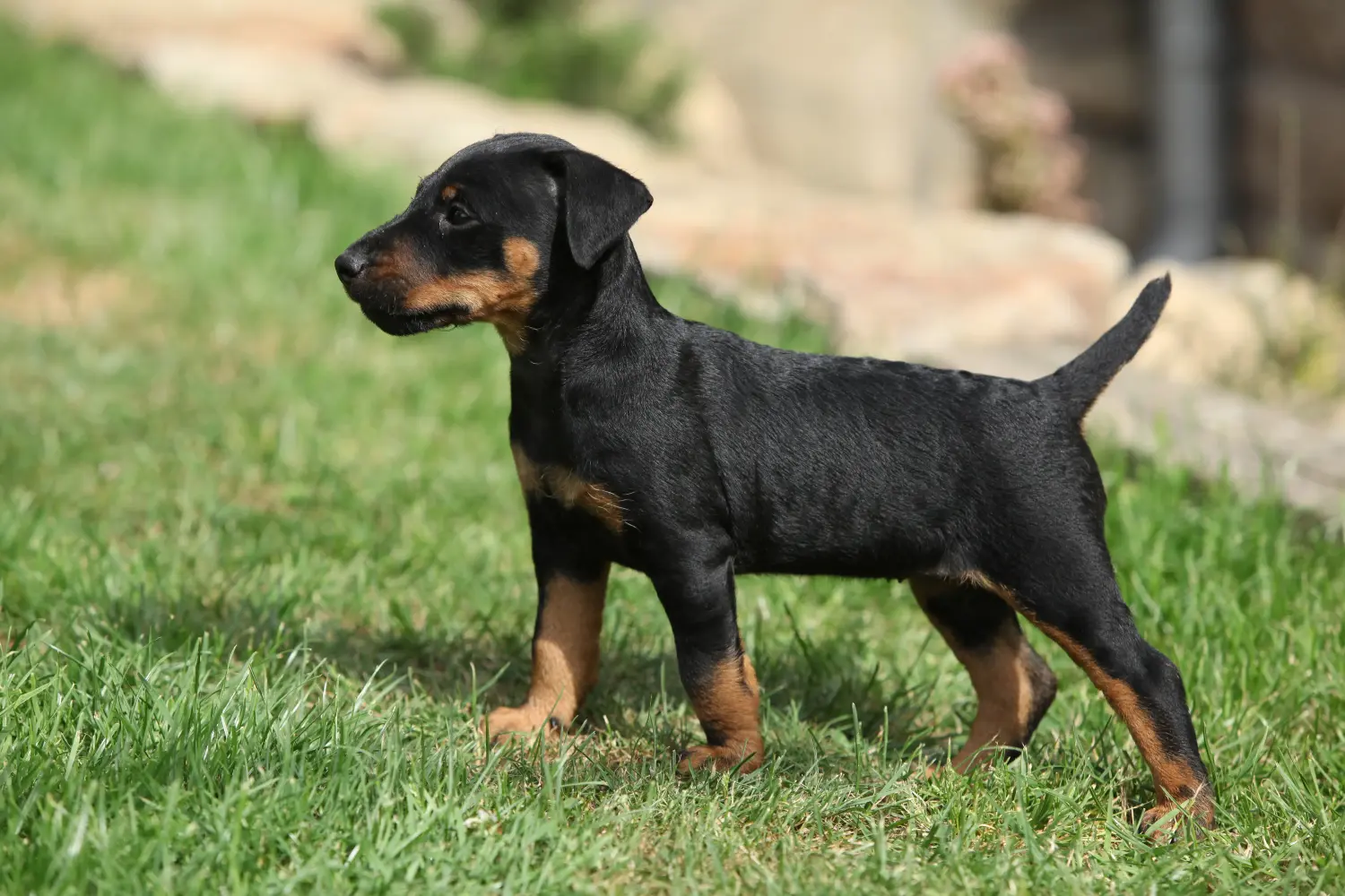 Comprar um cachorro Terrier Alemão de Caça significa assumir responsabilidades! Comprar cachorros Terrier de caça alemão.