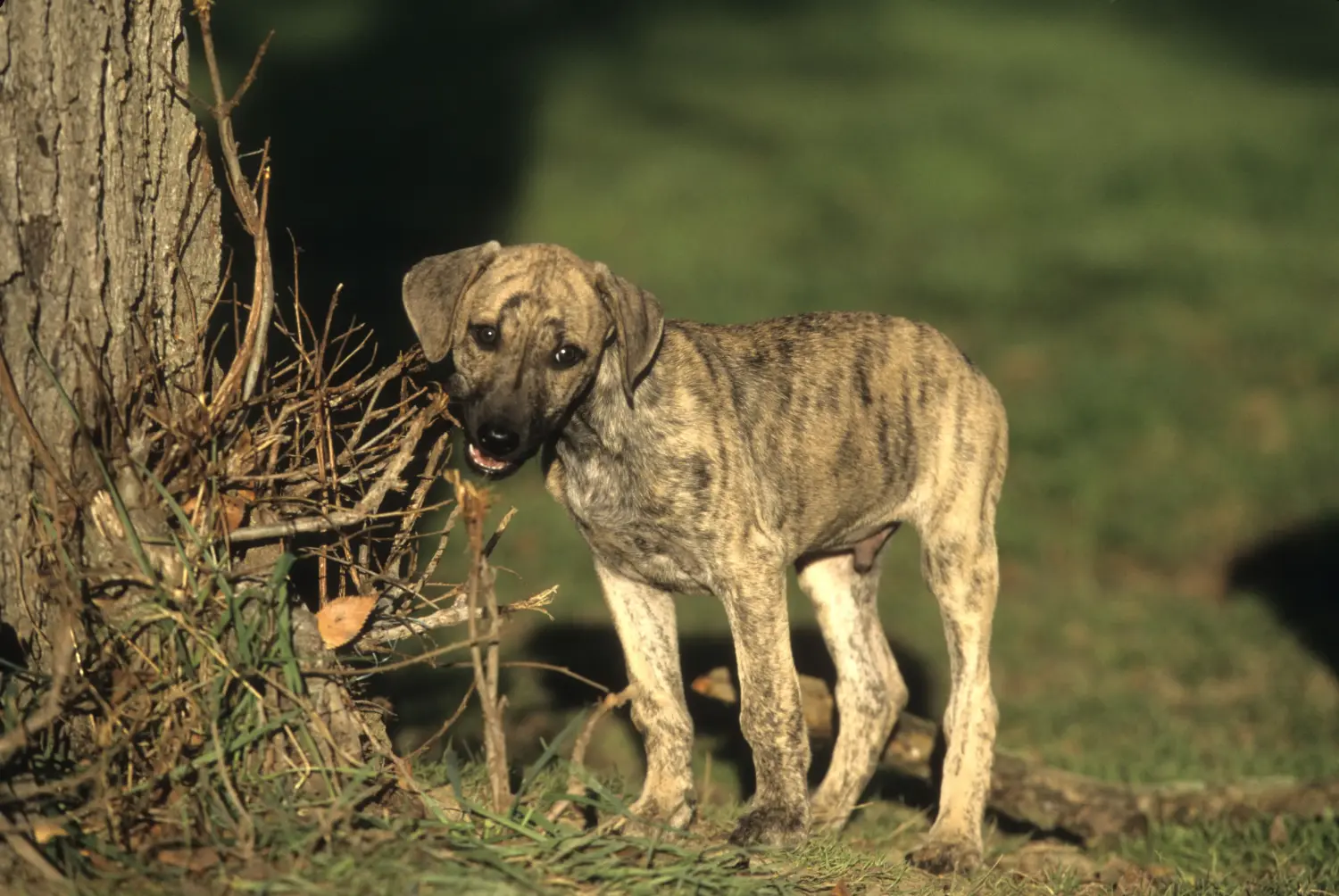 Comprar um cachorro Sloughi significa assumir a responsabilidade! Comprar cachorros Sloughi.
