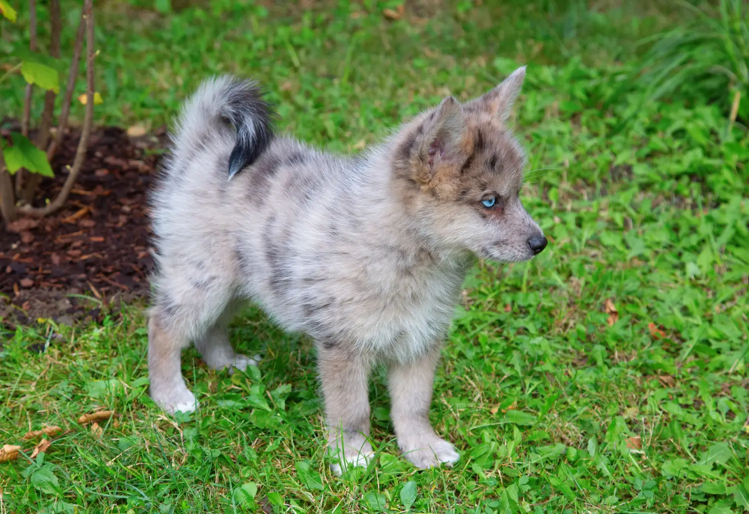 Comprar um cachorro Pomsky significa assumir a responsabilidade! Comprar cachorros Pomsky.