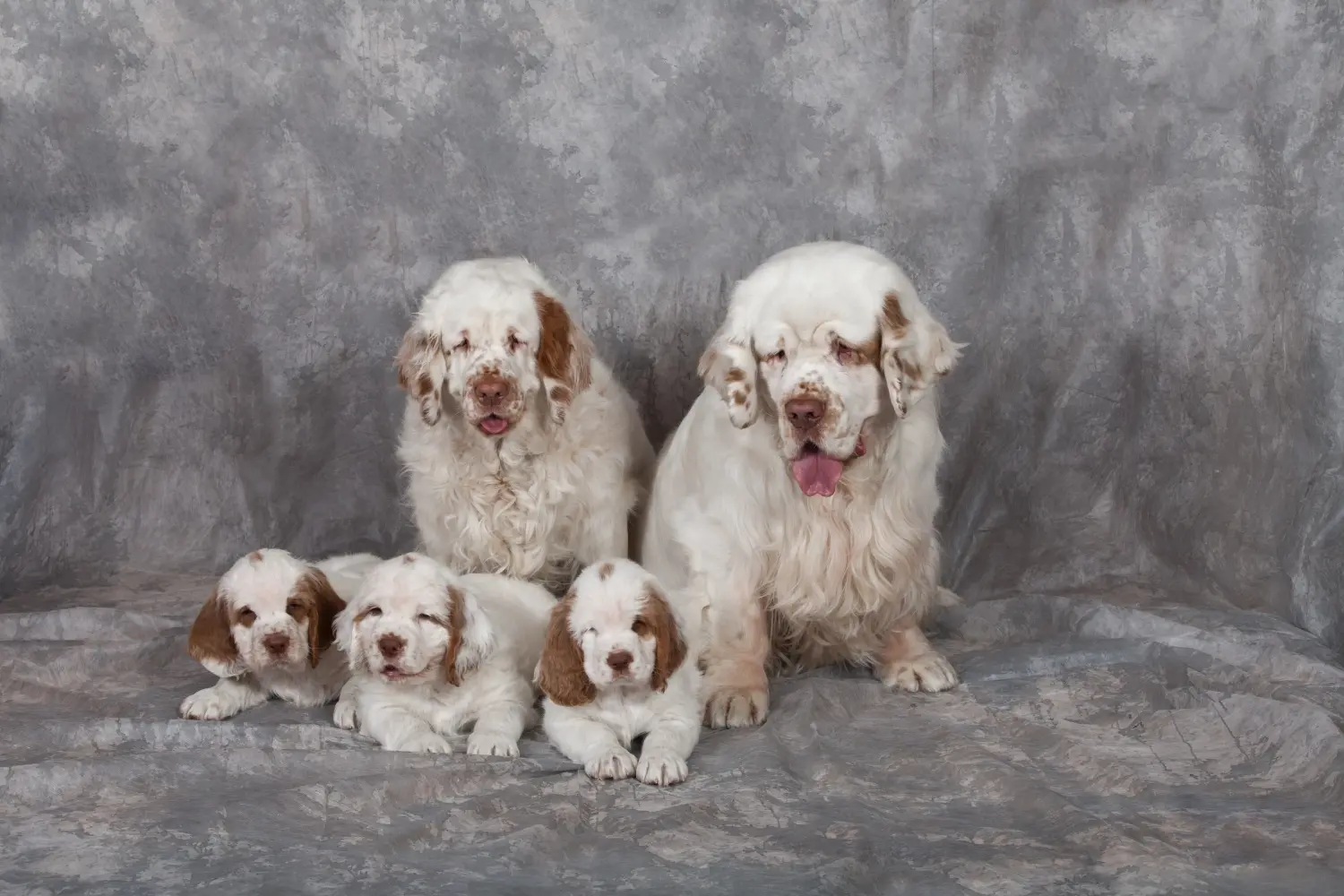 Comprar um cachorro Clumber Spaniel significa assumir responsabilidades! Comprar cachorros Clumber Spaniel.
