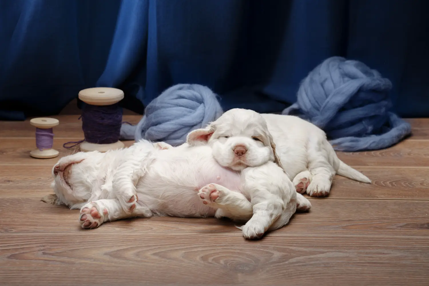 Comprar um cachorro Clumber Spaniel significa assumir responsabilidades! Comprar cachorros Clumber Spaniel.