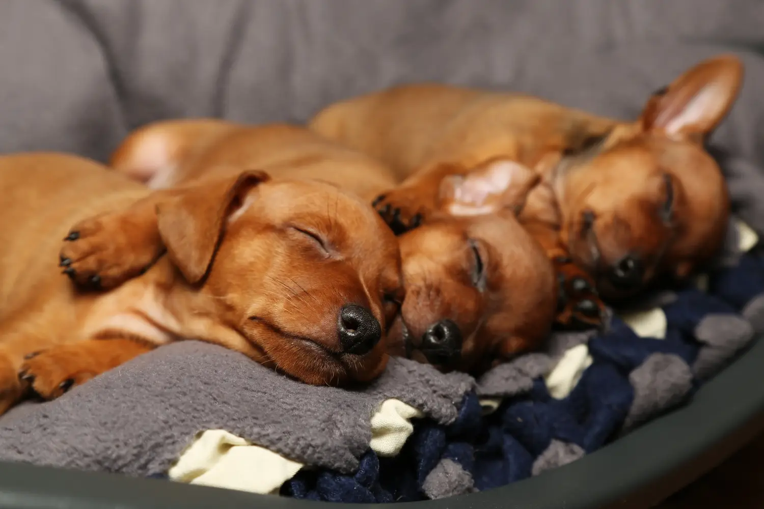 Comprar um cachorro Pinscher Miniatura significa assumir responsabilidades! Comprar cachorros Pinscher miniatura.