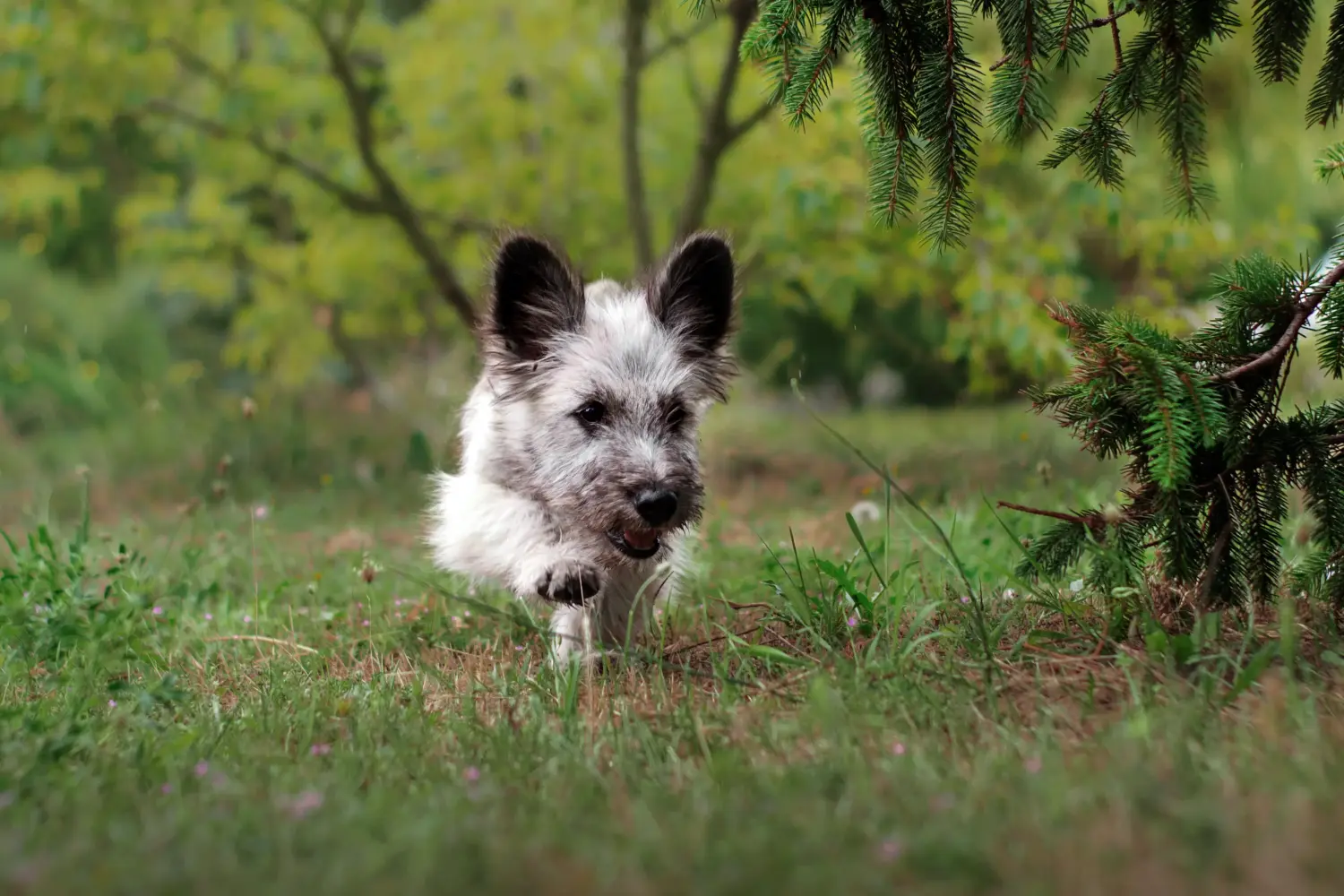 Comprar um cachorro Skye Terrier significa assumir responsabilidades! Comprar cachorros Skye Terrier.
