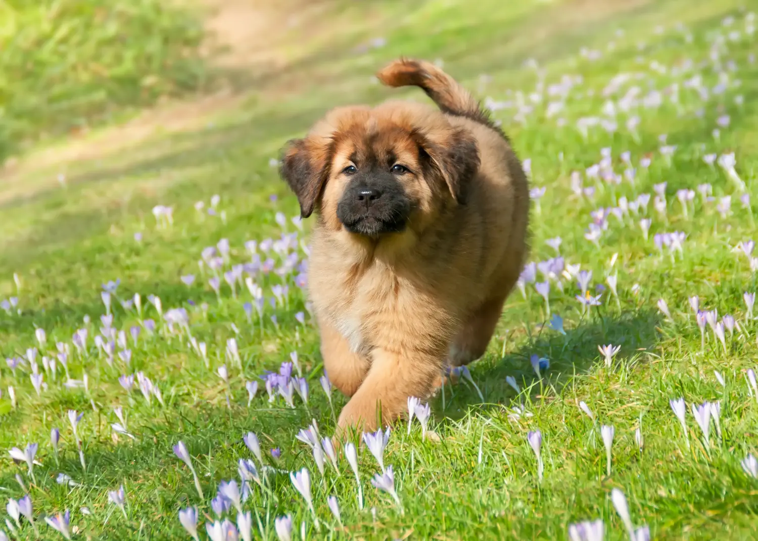 Comprar um cachorro da raça Mastim Tibetano significa assumir responsabilidades! Comprar cachorros de Mastim tibetano.