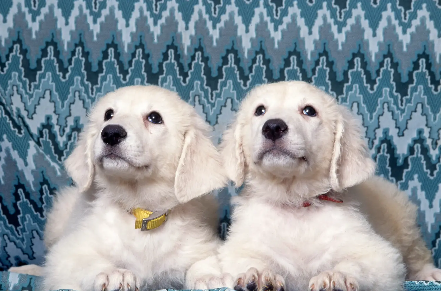 Comprar um cachorro Kuvasz significa assumir a responsabilidade! Comprar cachorros Kuvasz.
