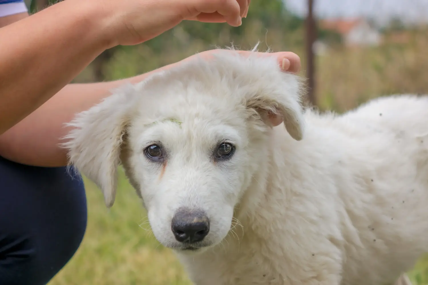 Comprar um cachorro Kuvasz significa assumir a responsabilidade! Comprar cachorros Kuvasz.
