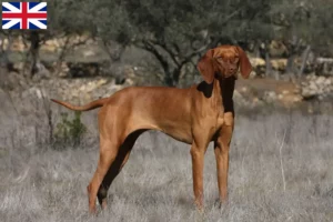 Read more about the article Criadores de Magyar Vizsla e cachorros na Grã-Bretanha