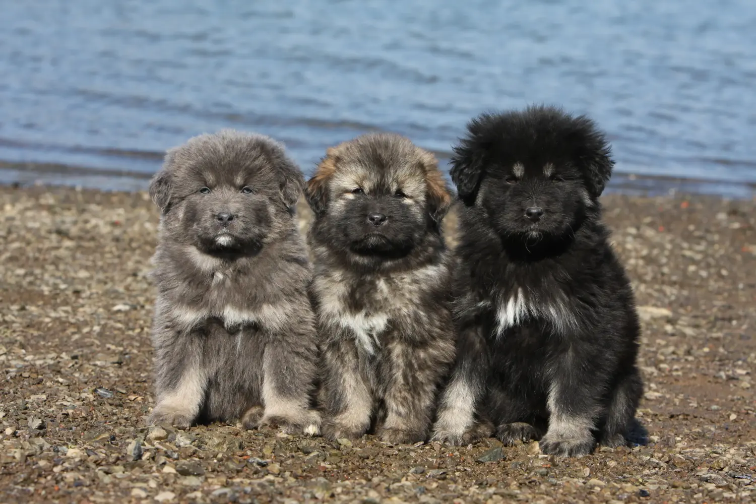 Comprar um cachorro da raça Mastim Tibetano significa assumir responsabilidades! Comprar cachorros de Mastim tibetano.
