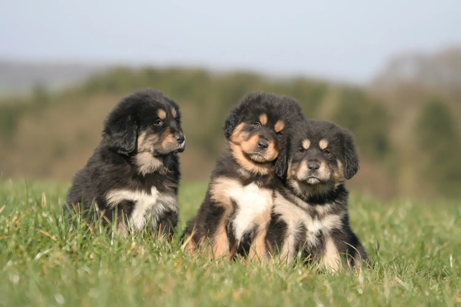 Comprar um cachorro da raça Mastim Tibetano significa assumir responsabilidades! Comprar cachorros de Mastim tibetano.