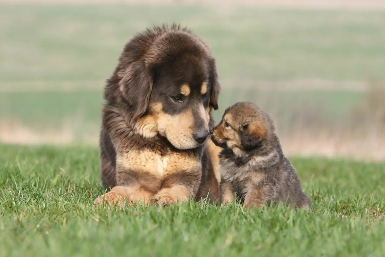 Comprar um cachorro da raça Mastim Tibetano significa assumir responsabilidades! Comprar cachorros de Mastim tibetano.