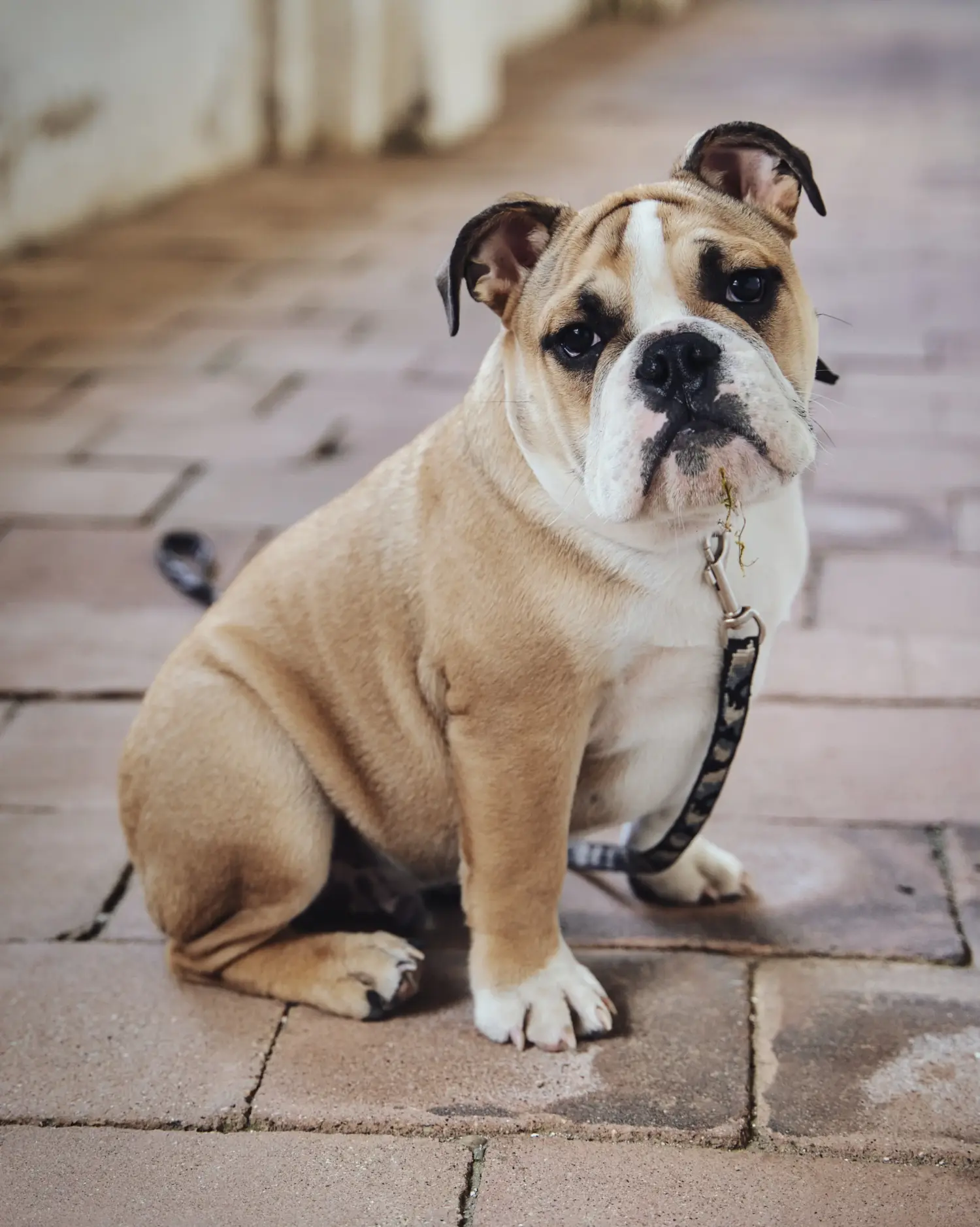 Comprar um cachorro Olde English Bulldog significa assumir responsabilidades! Comprar cachorros Olde English Bulldog.
