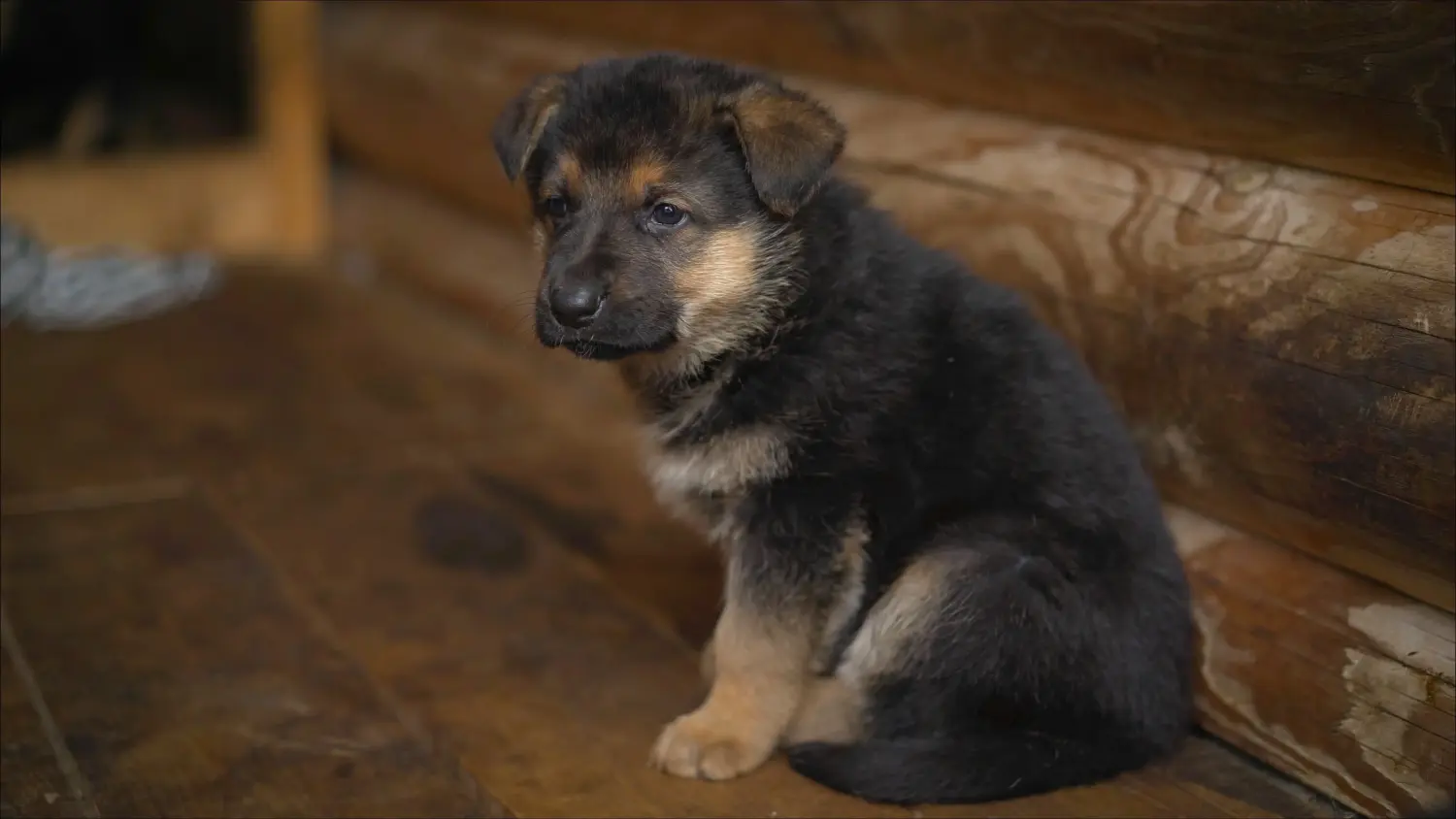 Comprar um cachorro de pastor da Europa de Leste significa assumir responsabilidades! Comprar cachorros de pastor da Europa de Leste.