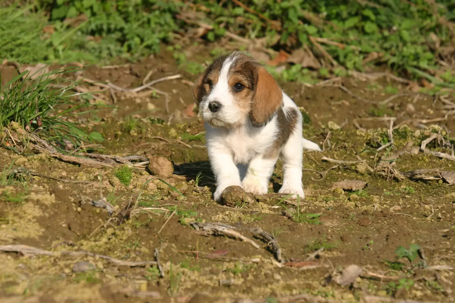 Comprar um cachorro Petit Basset Griffon Vendéen significa assumir a responsabilidade! Cachorros Petit Basset Griffon Vendéen para venda.