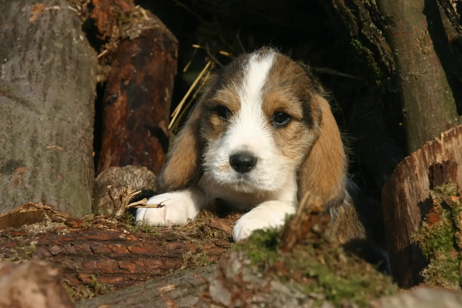 Comprar um cachorro Petit Basset Griffon Vendéen significa assumir a responsabilidade! Cachorros Petit Basset Griffon Vendéen para venda.