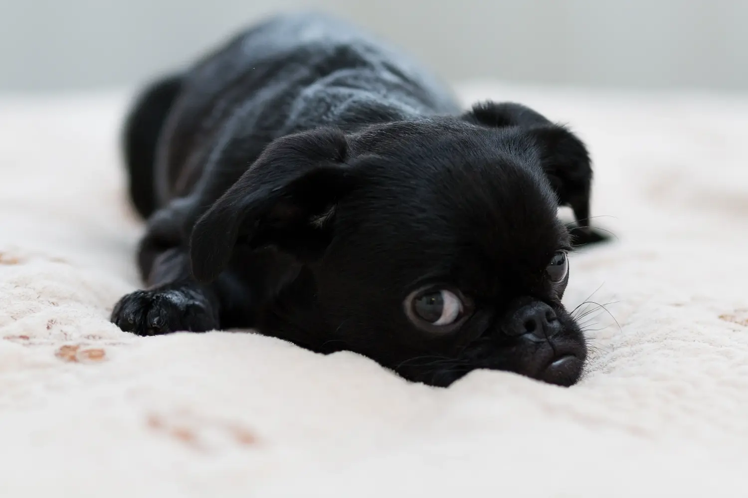 Comprar um cachorro Petit Brabançon significa assumir a responsabilidade! Comprar cachorros Petit Brabançon.