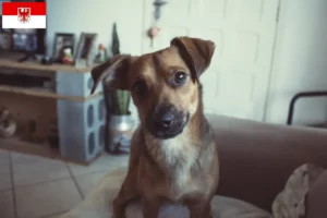 Read more about the article Criador de Pinscher austríaco e cachorros em Brandenburg