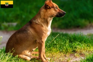 Read more about the article Criador de Pinscher austríaco e cachorros em Saxónia-Anhalt