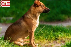 Read more about the article Criador de Pinscher austríaco e cachorros em Bremen