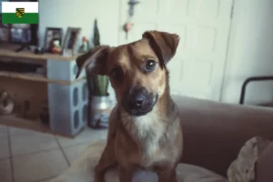 Read more about the article Criador de Pinscher austríaco e cachorros em Saxónia