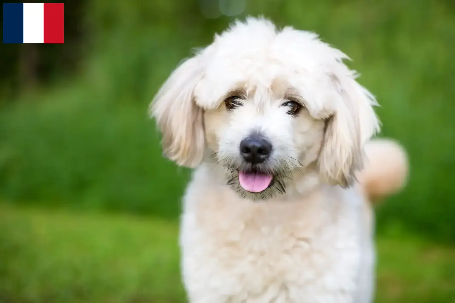 Pomapoo cachorros e criadores França Aqui pode encontrar criadores de Pomapoo em França.