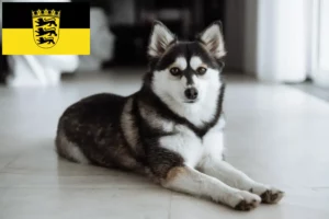 Read more about the article Criadores de Pomsky e cachorros em Baden-Württemberg