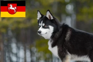 Read more about the article Criadores de pomsky e cachorros na Baixa Saxónia