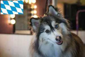 Read more about the article Criadores de pomsky e cachorros na Baviera