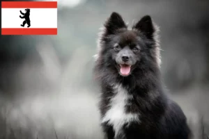 Read more about the article Criadores de pomsky e cachorros em Berlim