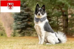 Read more about the article Criadores de pomsky e cachorros em Brandenburg