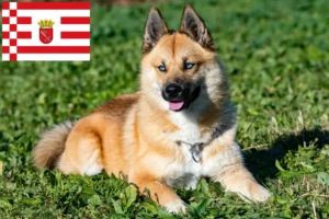 Read more about the article Criadores de pomsky e cachorros em Bremen