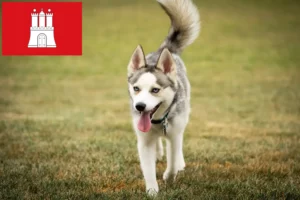 Read more about the article Criadores de Pomsky e cachorros em Hamburgo
