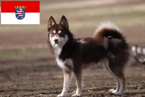 Read more about the article Criadores de pomsky e cachorros em Hessen
