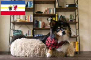 Read more about the article Criadores de Pomsky e cachorros em Mecklenburg-Vorpommern