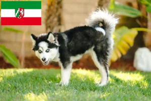 Read more about the article Criadores de Pomsky e cachorros em Renânia do Norte-Vestefália