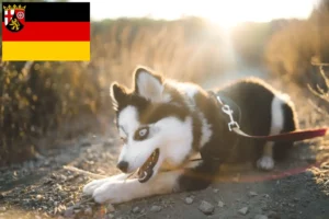 Read more about the article Criadores de Pomsky e cachorros em Renânia-Palatinado