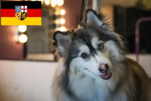 Read more about the article Criadores de pomsky e cachorros em Saarland