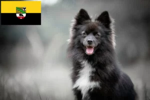Read more about the article Criadores de Pomsky e cachorros em Saxónia-Anhalt