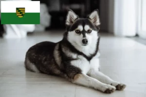 Read more about the article Criadores de pomsky e cachorros em Saxónia