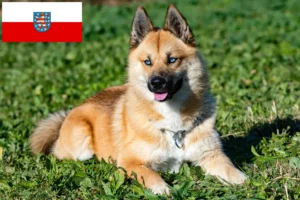 Read more about the article Criadores de pomsky e cachorros em Thuringia