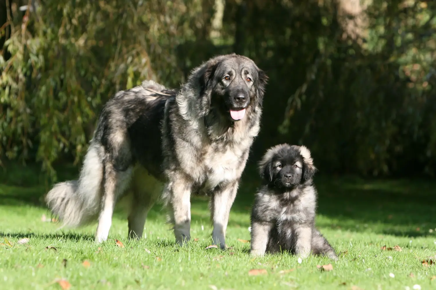 Comprar um cachorro Šarplaninac significa assumir a responsabilidade! Comprar cachorros Šarplaninac.