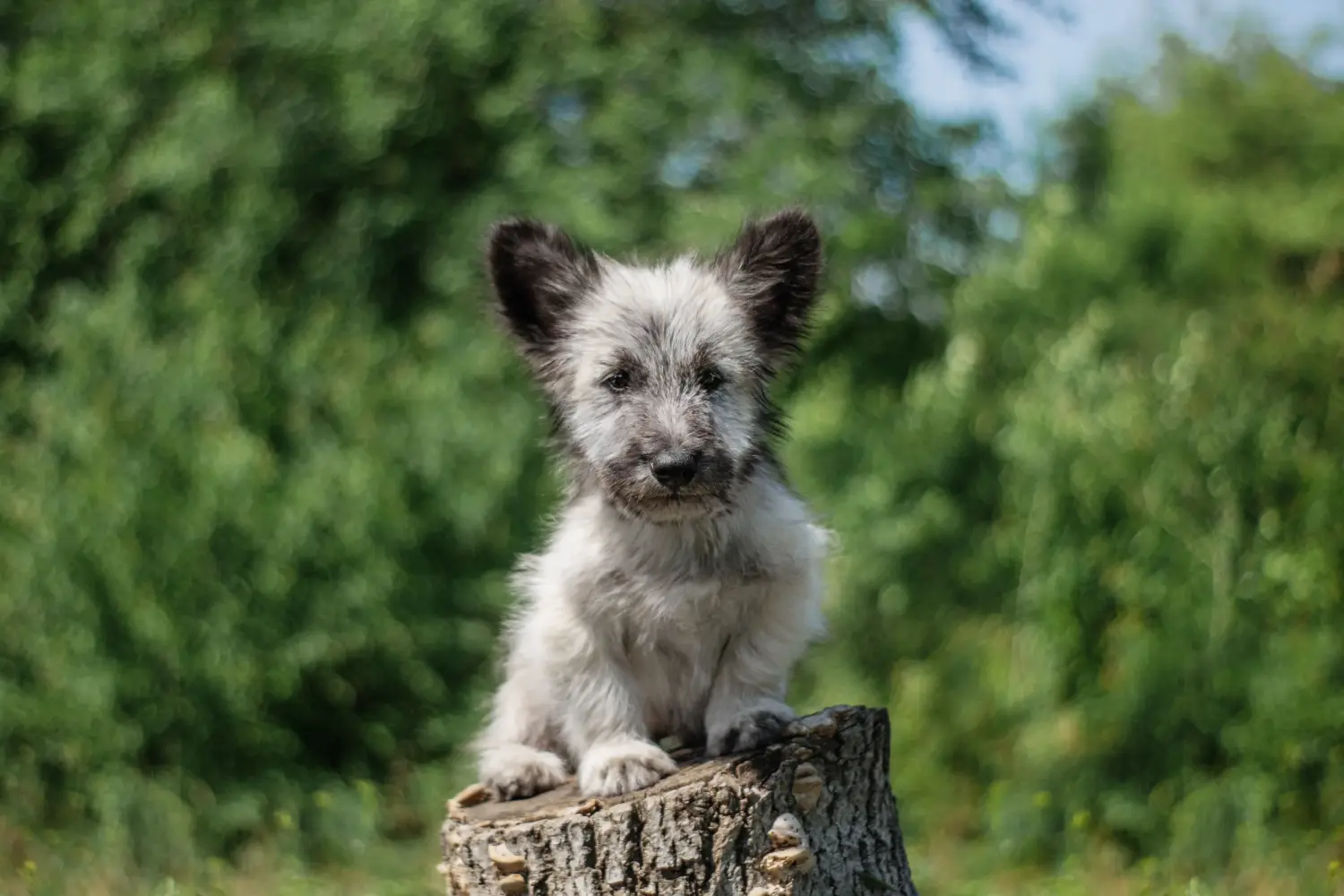 Comprar um cachorro Skye Terrier significa assumir responsabilidades! Comprar cachorros Skye Terrier.