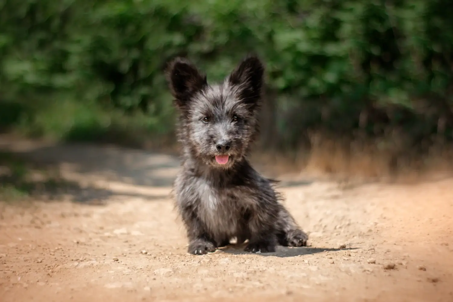 Comprar um cachorro Skye Terrier significa assumir responsabilidades! Comprar cachorros Skye Terrier.