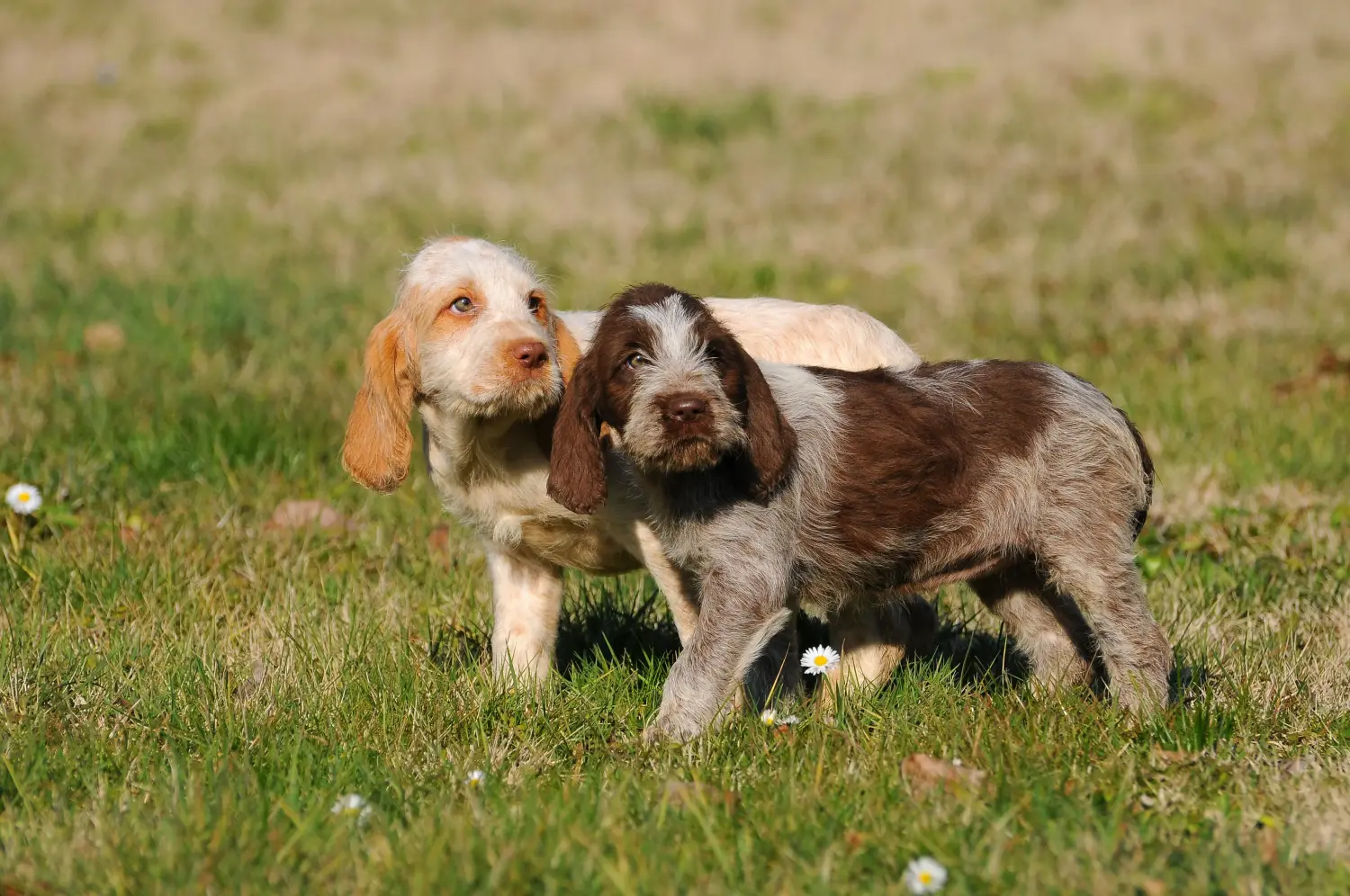 Comprar um cachorro Spinone Italiano significa assumir responsabilidades! Comprar cachorros Spinone Italiano.