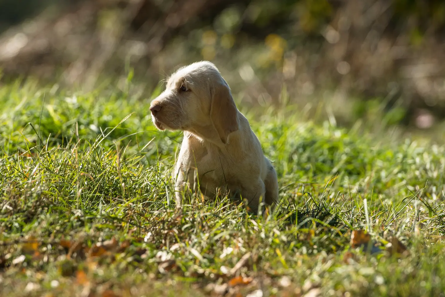 Comprar um cachorro Spinone Italiano significa assumir responsabilidades! Comprar cachorros Spinone Italiano.
