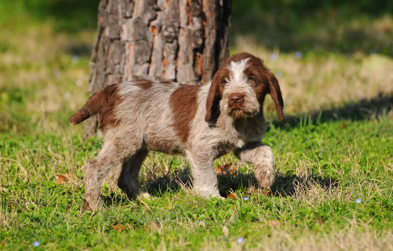 Comprar um cachorro Spinone Italiano significa assumir responsabilidades! Comprar cachorros Spinone Italiano.