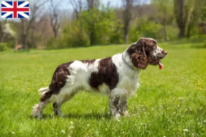 Read more about the article Criadores e cachorros de Springer Spaniel Inglês na Grã-Bretanha