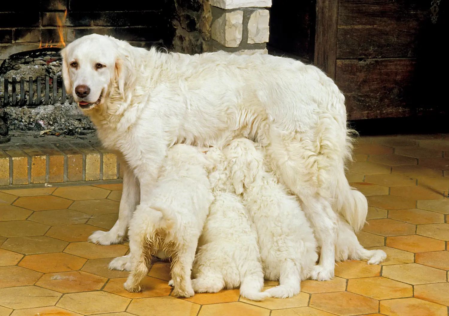 Comprar um cachorro Tatra Sheepdog significa assumir a responsabilidade! Comprar cachorros Tatra Sheepdog.