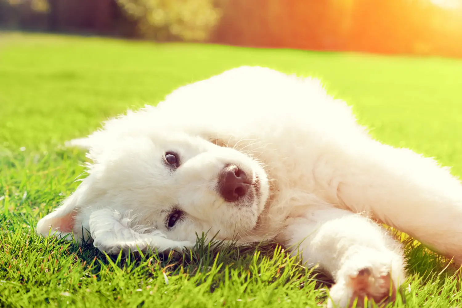 Comprar um cachorro Tatra Sheepdog significa assumir a responsabilidade! Comprar cachorros Tatra Sheepdog.