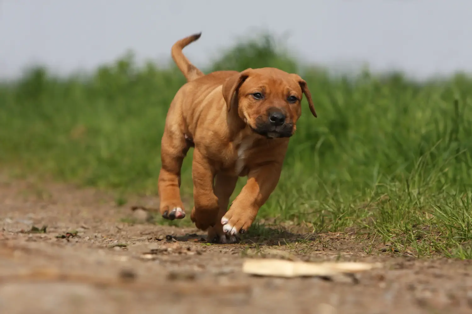 Comprar um cachorro Tosa significa assumir a responsabilidade! Comprar cachorros Tosa.