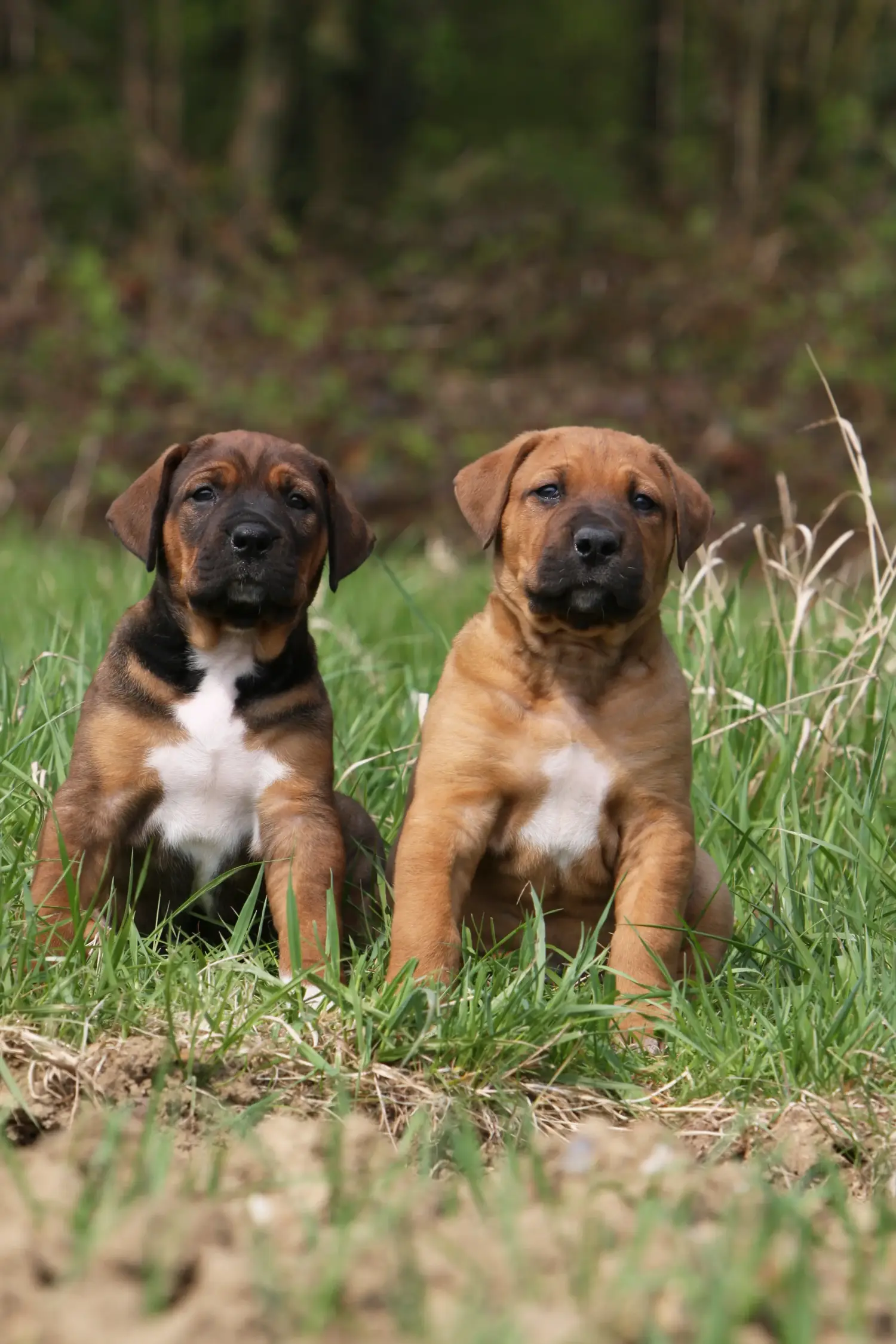 Comprar um cachorro Tosa significa assumir a responsabilidade! Comprar cachorros Tosa.